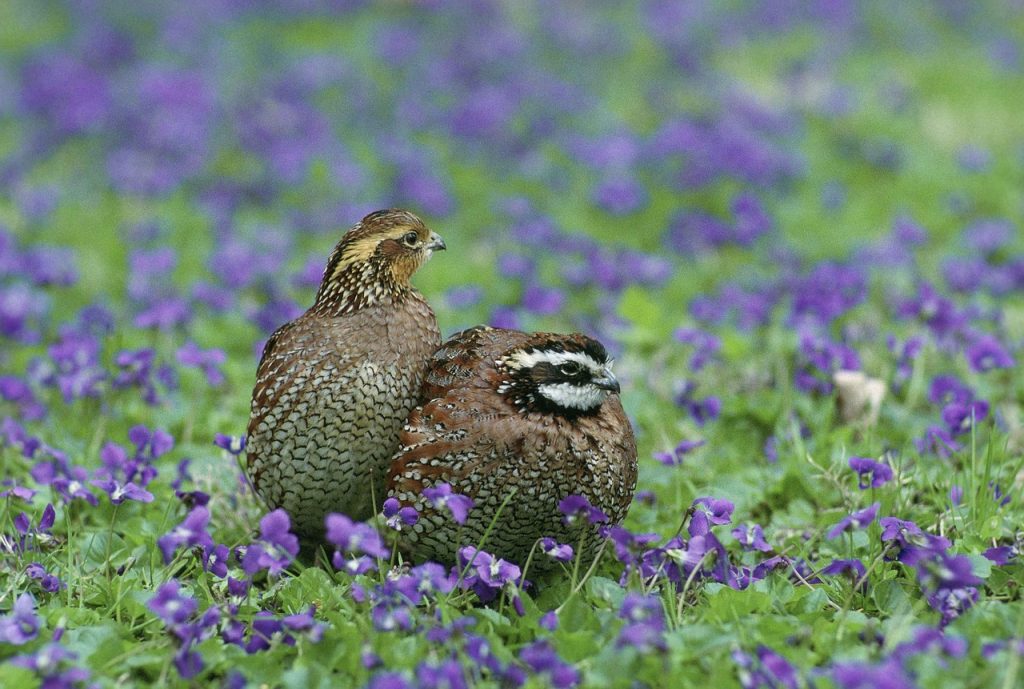bobwhite