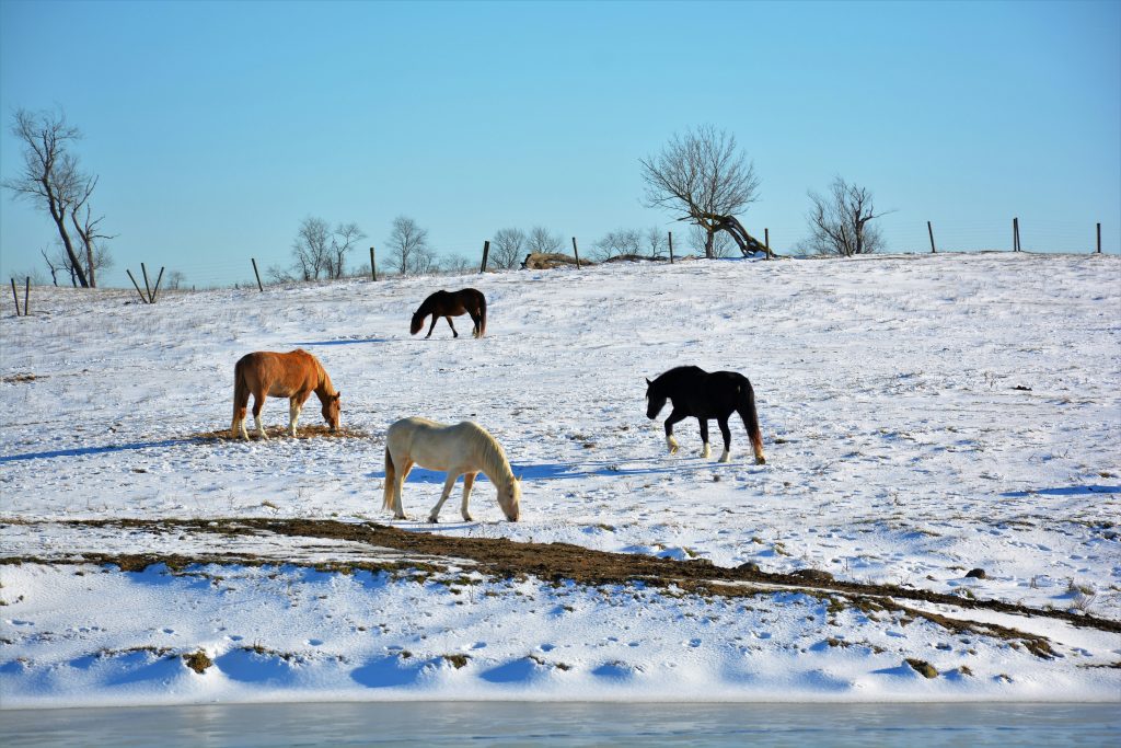 wild horses winter starvation snow