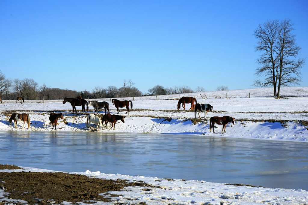 wild horses frozen water winter