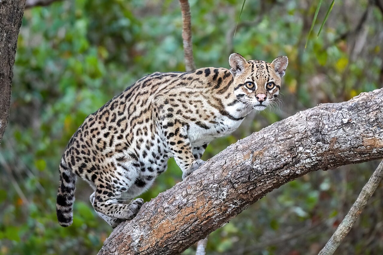 11 U.S. Species So Rare Even Rangers Warn Sightings Are Getting Harder