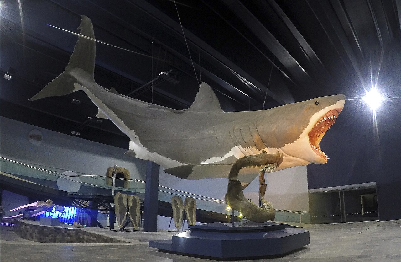 The Megalodon Hoax Was Fake, and That’s Why the Myth Keeps Growing
