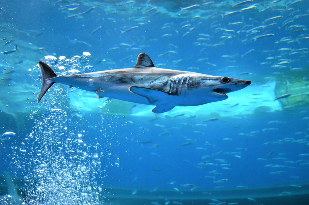 1280px-A_shortfin_mako_shark_swimming_in_an_aquarium.(1)