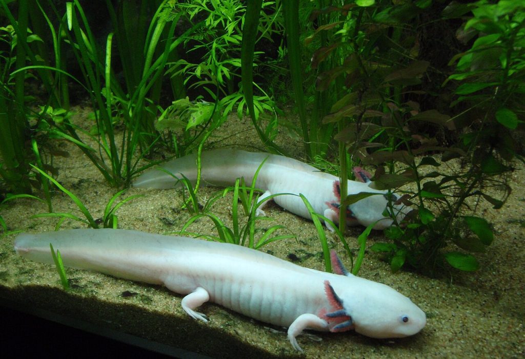 axolotl