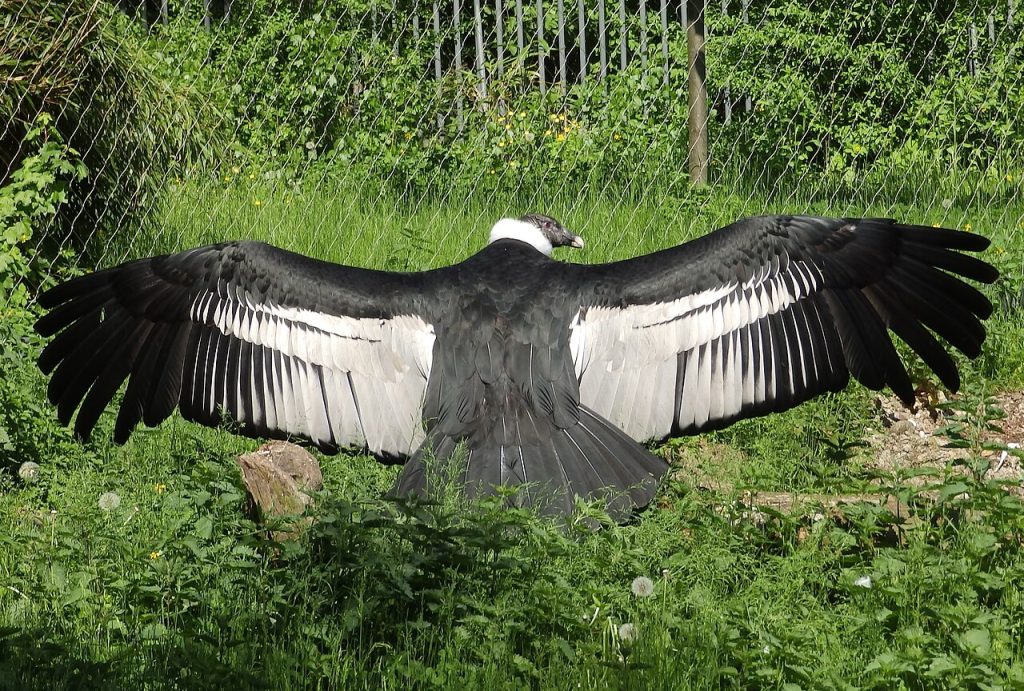 condor bird close up large vulture