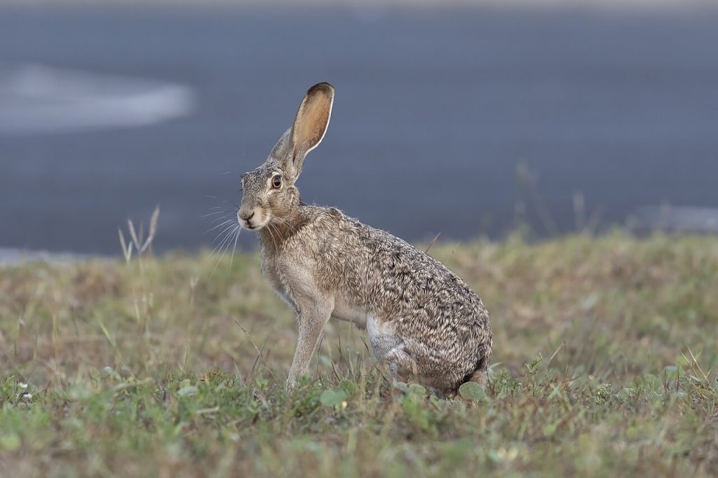 1280px-Black-tailed_Jack_Rabbit_(Lepus_californicus)