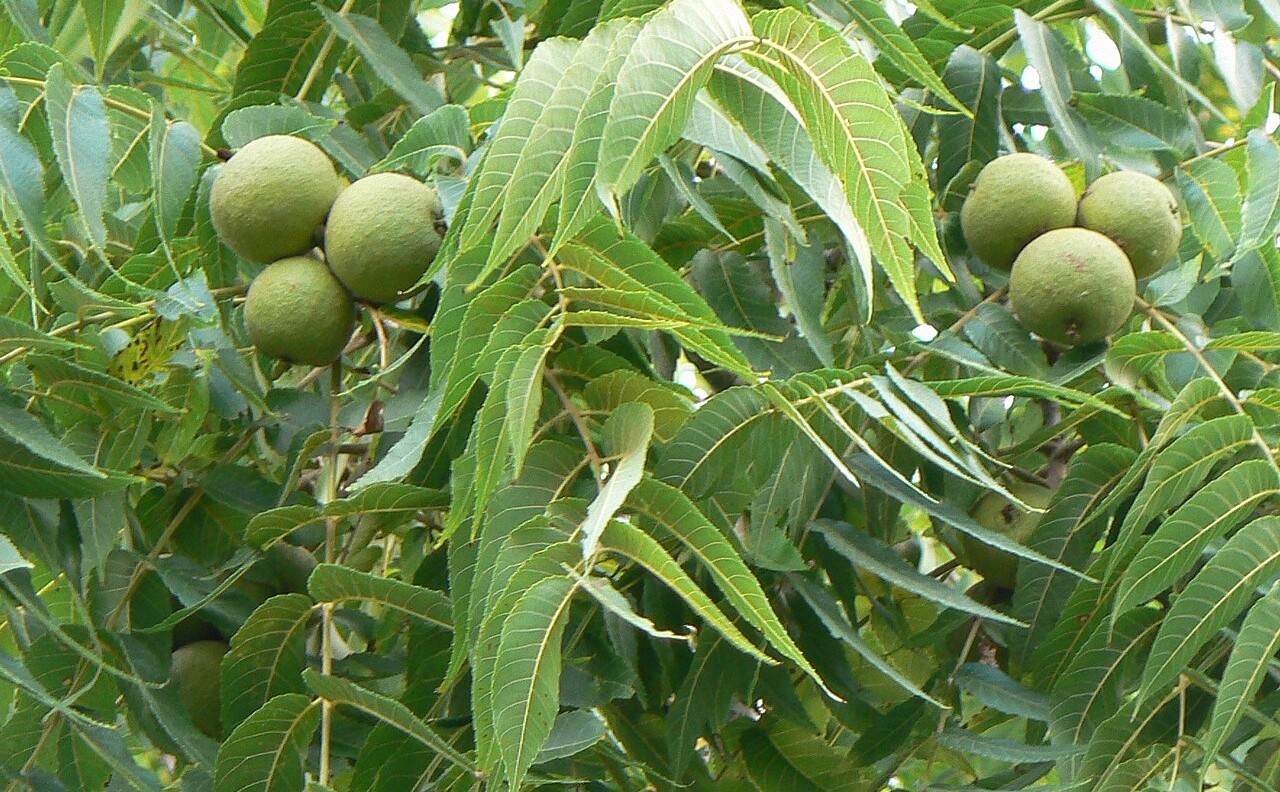 -Black_Walnut_nut_and_leave_detail
