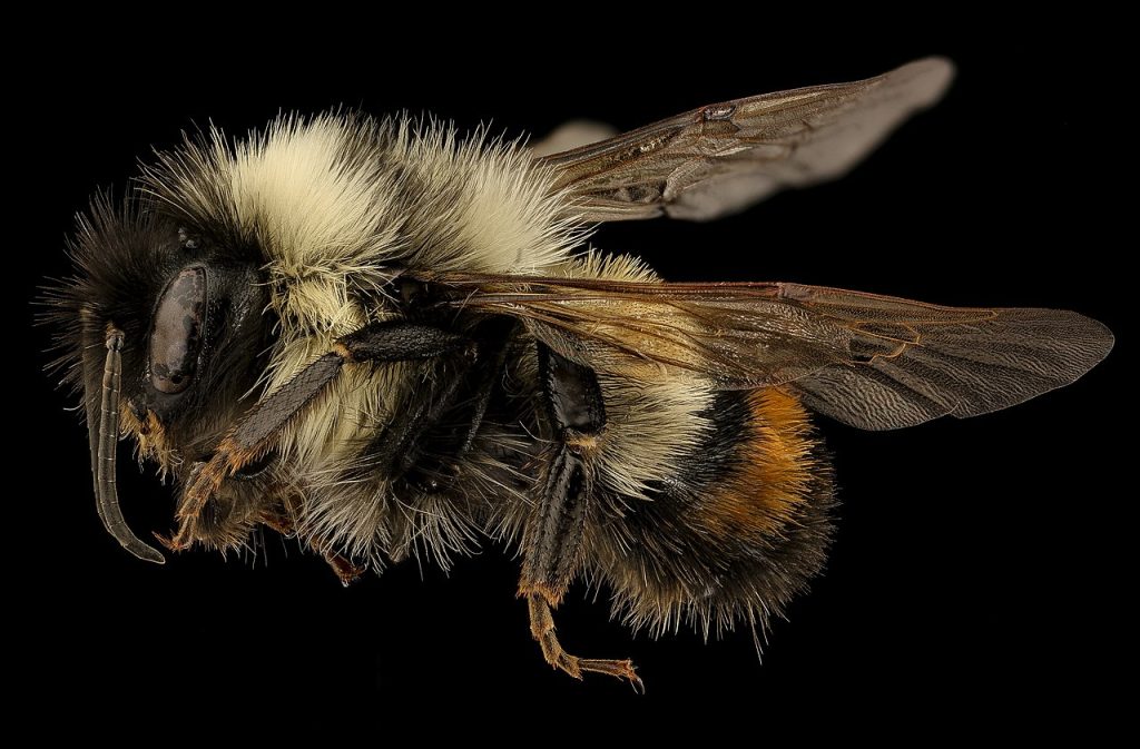 Rusty Patched Bumble Bee