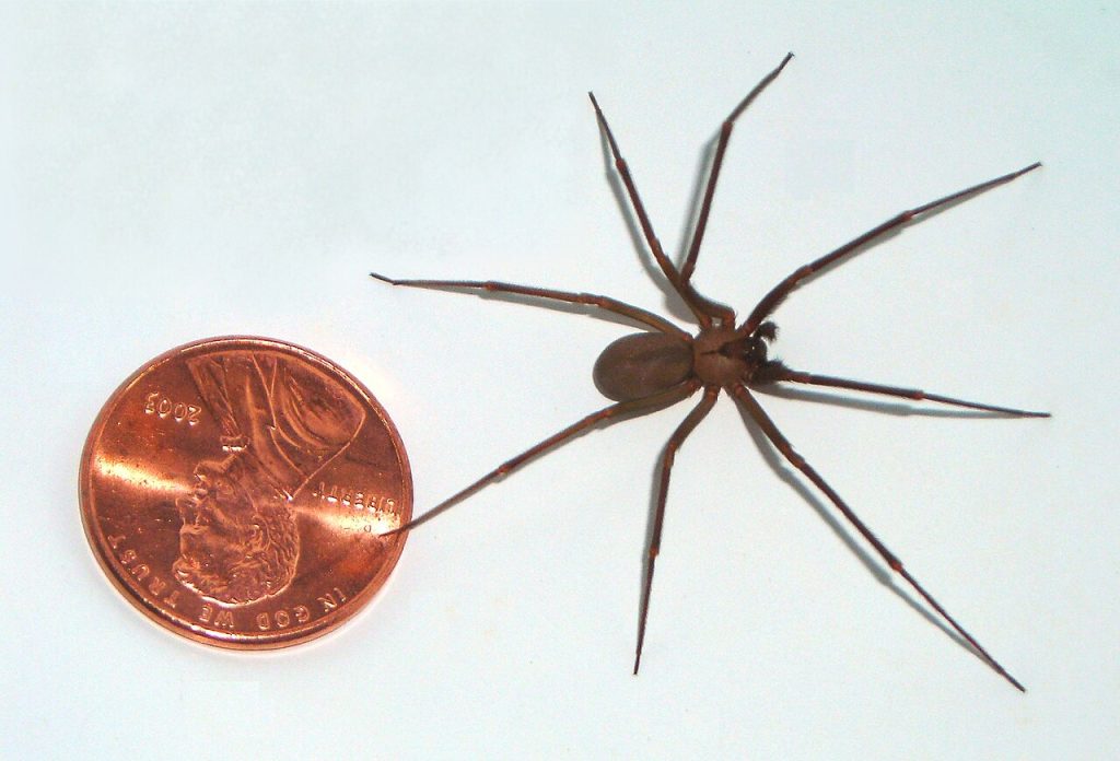 1280px-Brown-recluse-coin-edit (1)