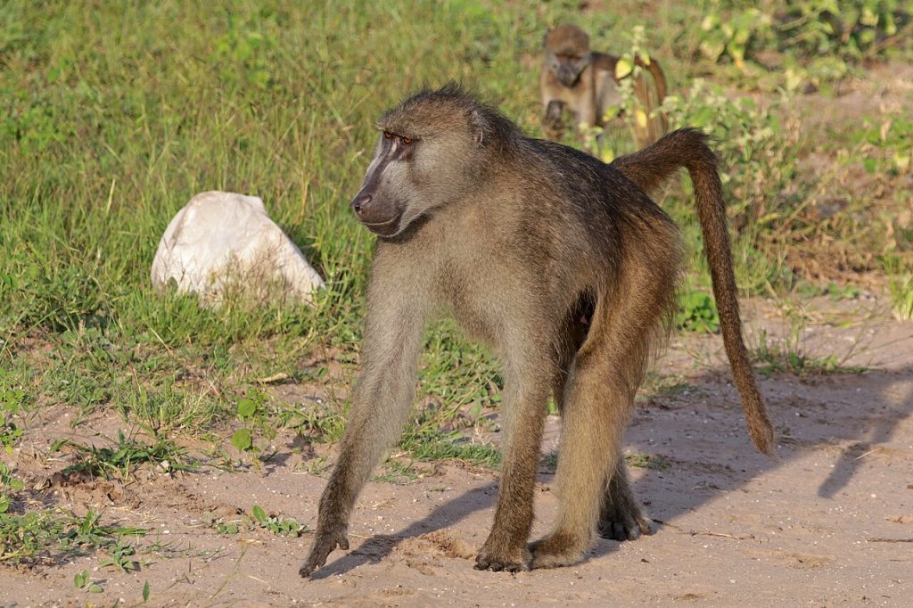 Chacma baboon