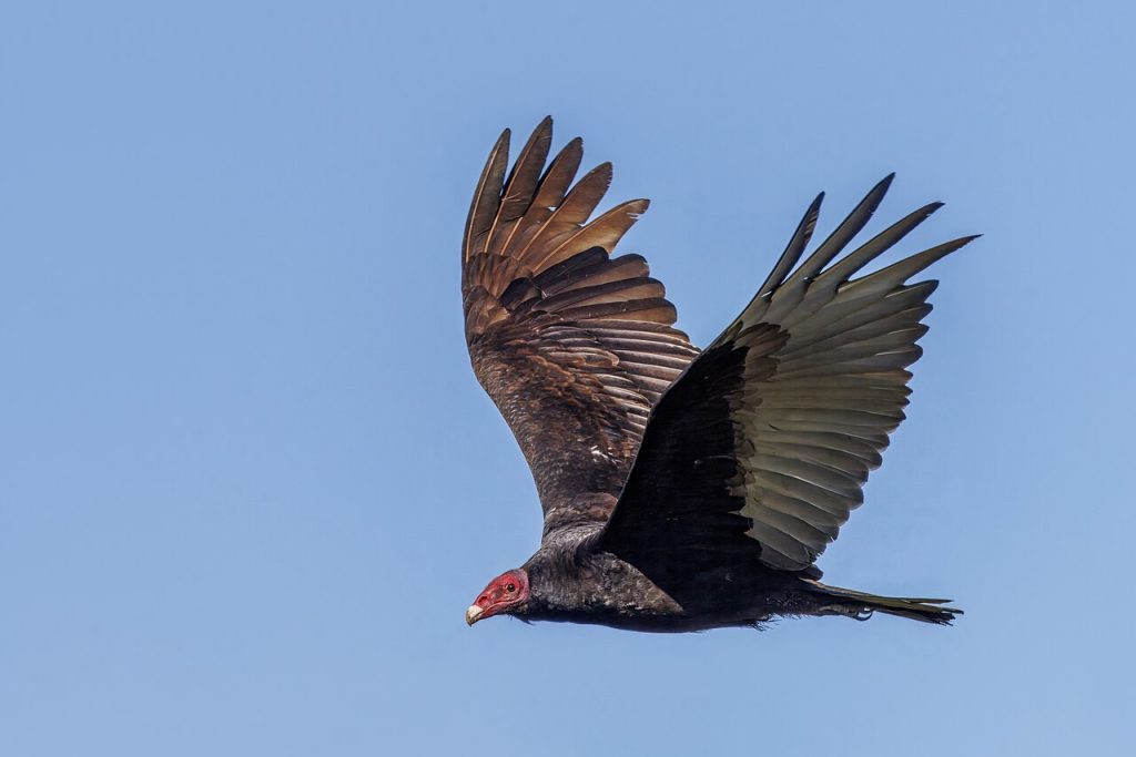 Chilean_turkey_vulture_