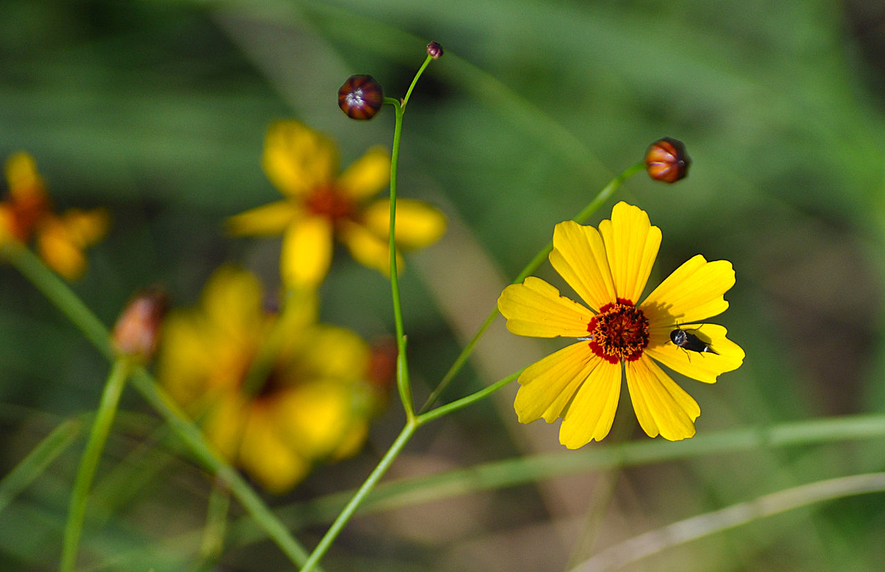 Coreopsis