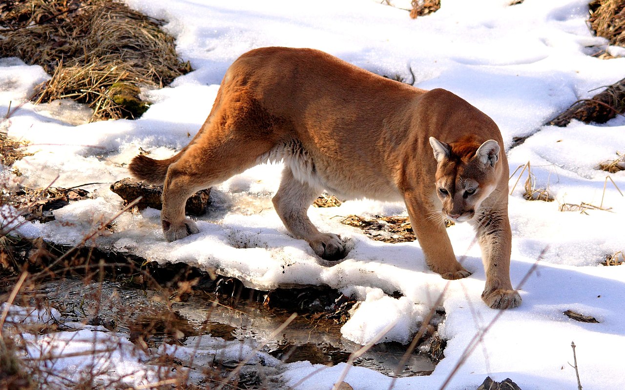 11 Mountain Lion Encounter Mistakes That Raise Risk at the Worst Possible Moment