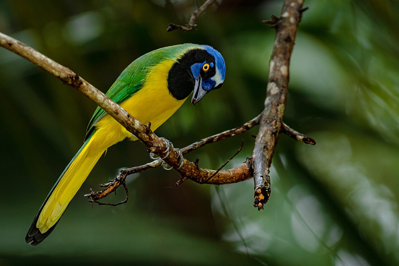 Green Jay
