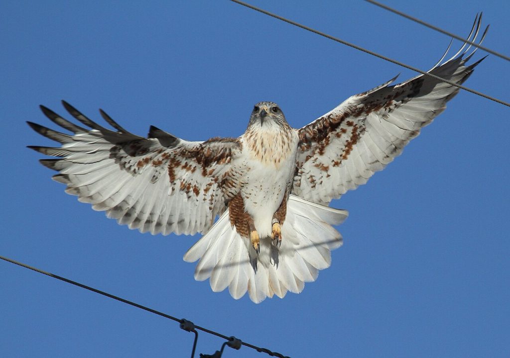 Ferruginous_Hawk,_near_Las_Vegas,_