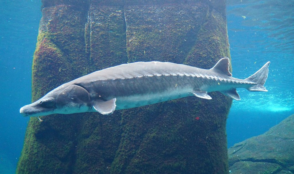 Atlantic Sturgeon