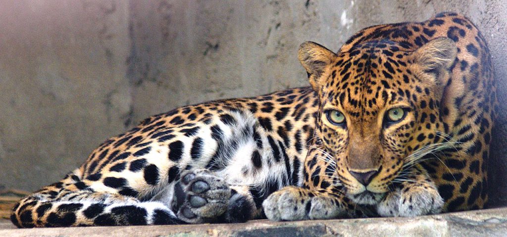 Leopard
