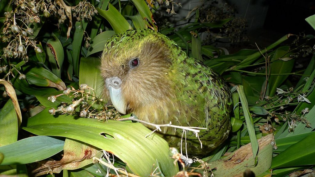 Kakapo_Sirocco_1
