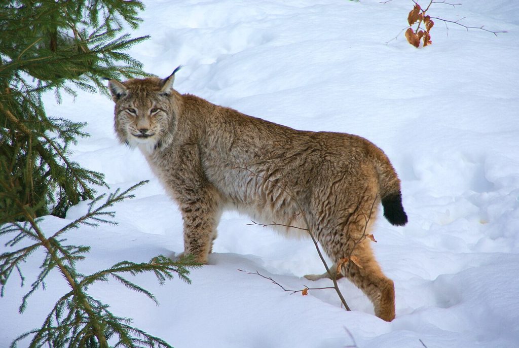 Eurasian Lynx