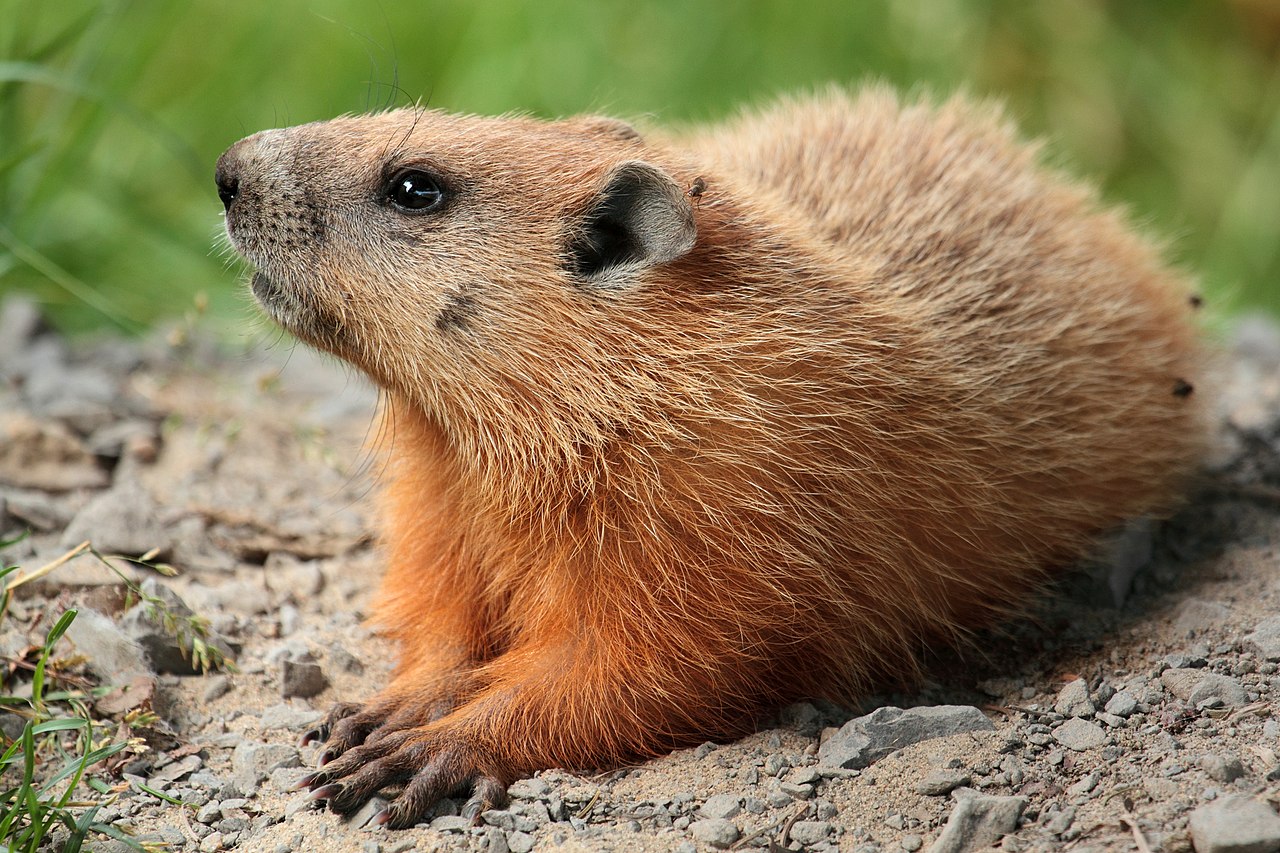 Marmota_monax