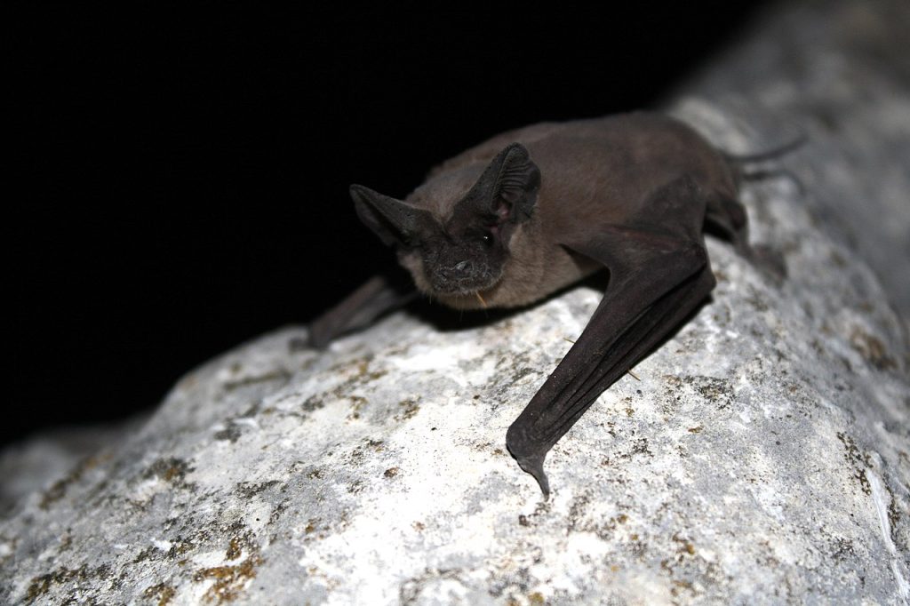 1280px-Mexican_free-tailed_bat_(8006856842)