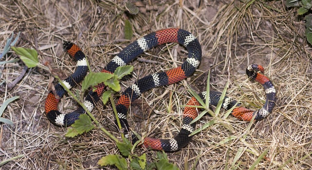 Micrurus_pyrrhocryptus