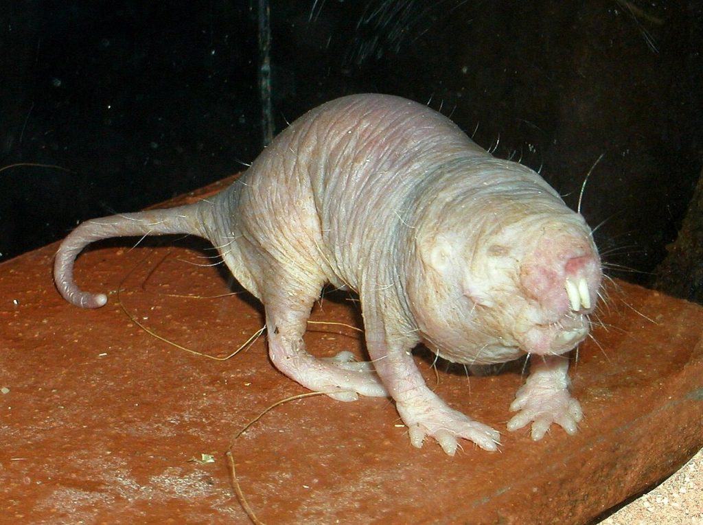 naked mole rat close up