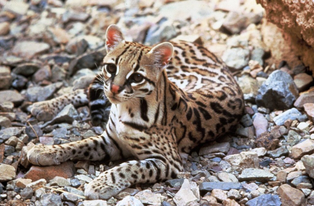 1280px-Ocelot (1)