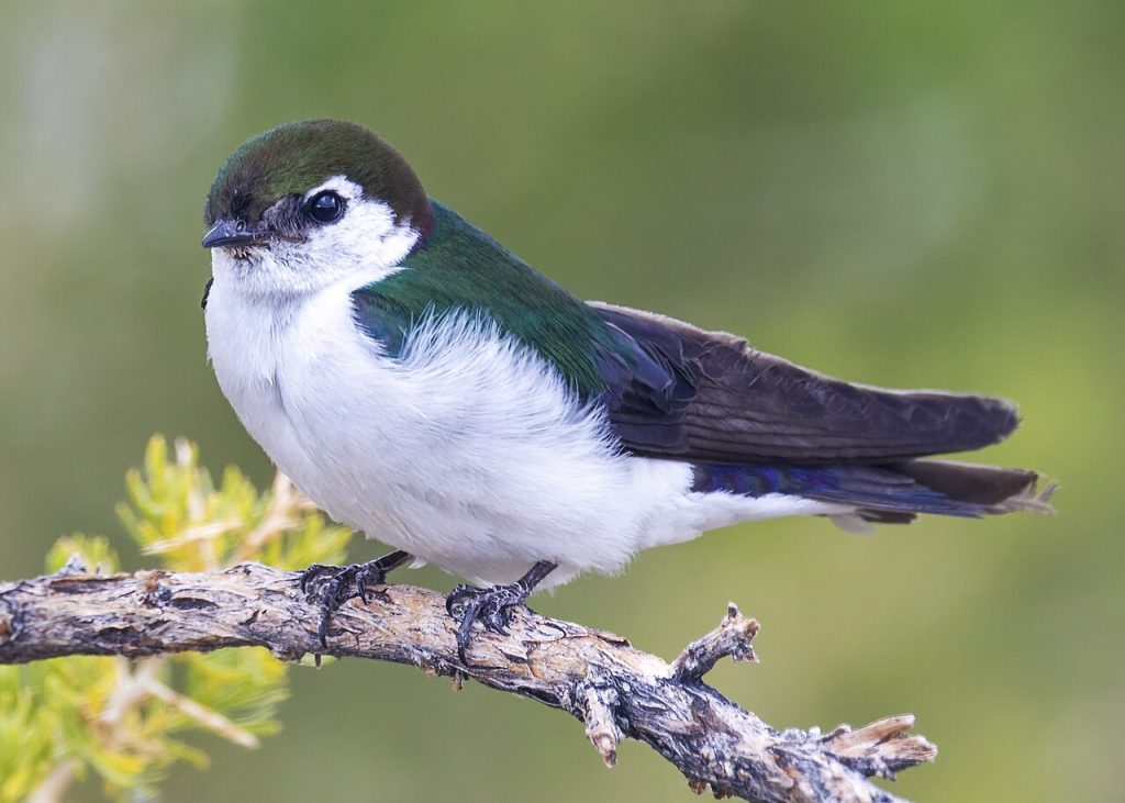 Violet-green swallow