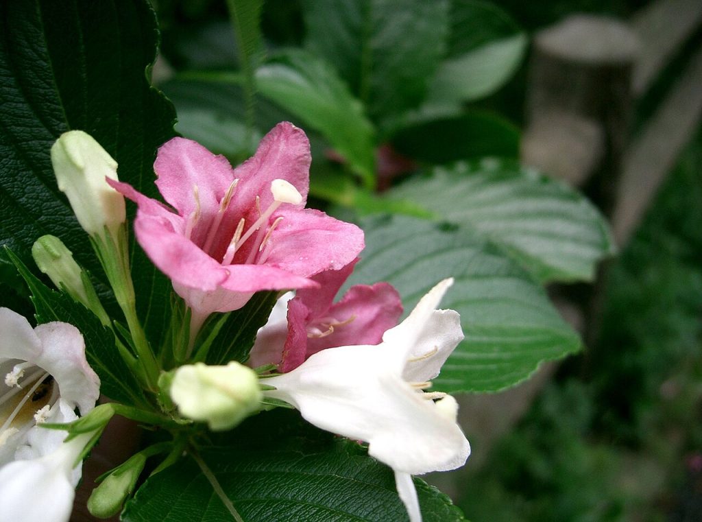 Weigela