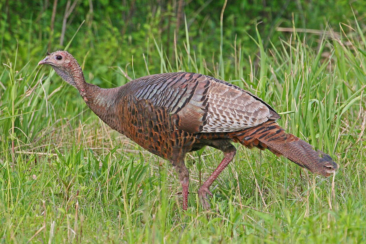 Wildlife Biologists Warn 7 Reasons Turkey Brood Surveys Can Hide a Weak Recovery