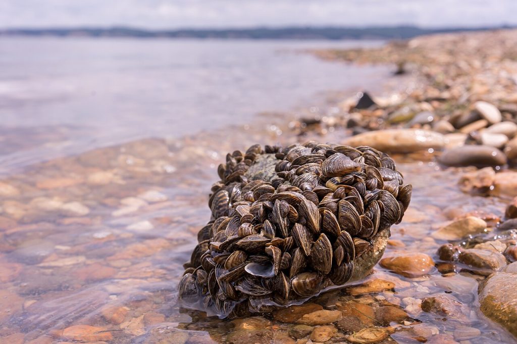 Zebra mussel