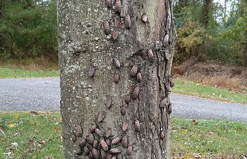 Spotted_Lanternflies_Red_
