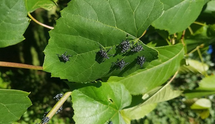 -Young_Spotted_Lanternflies