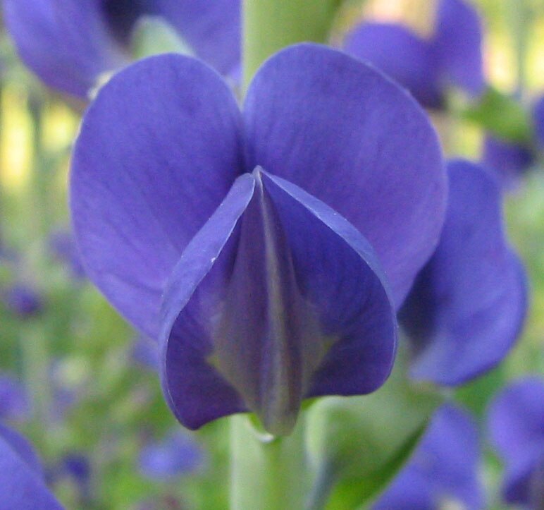 Baptisia