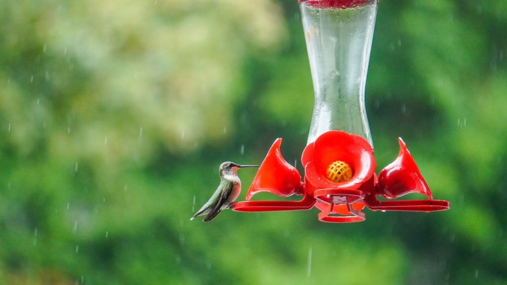 red food coloring in water concept