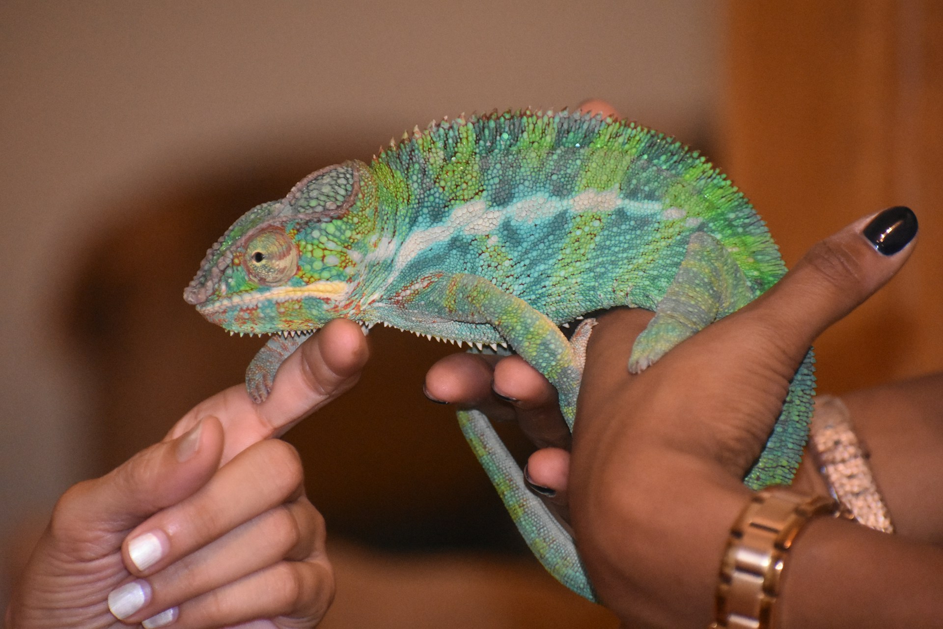 pet chameleons