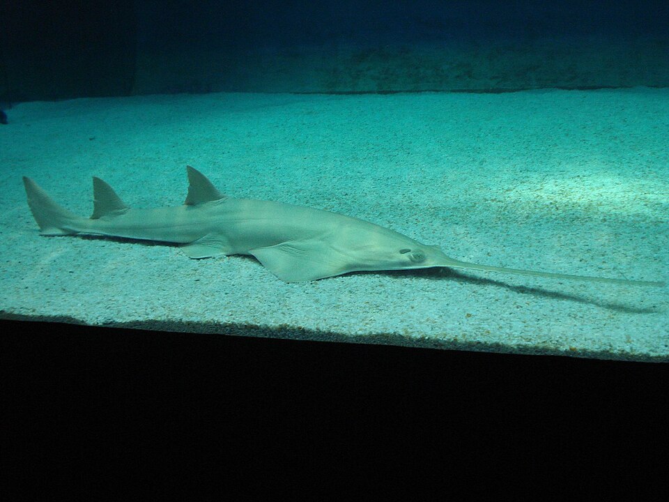 Sawfish