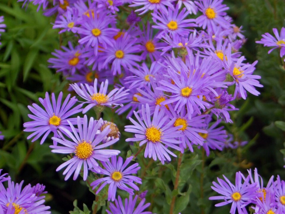 Asters