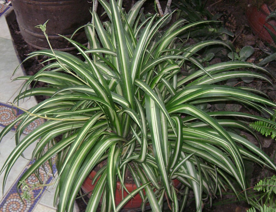 spider plant