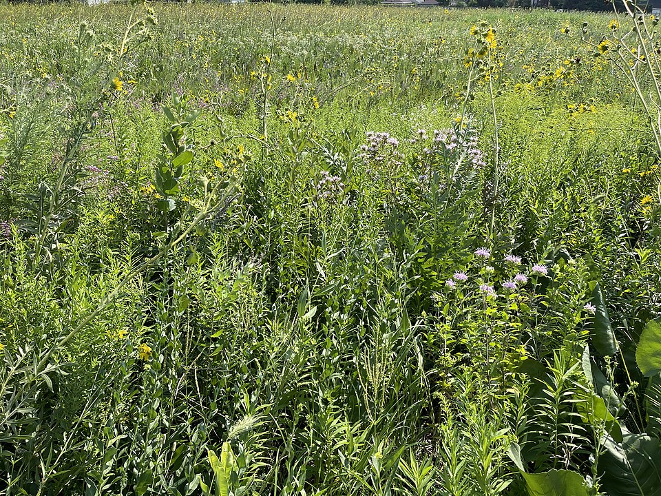 Prairie Plants