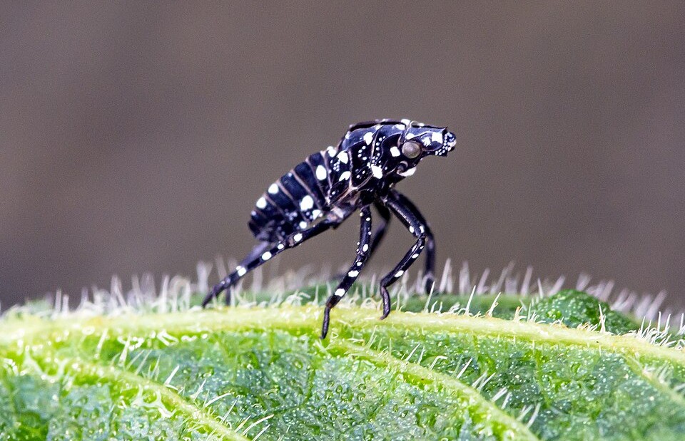 -Lanternfly_nymph_-_