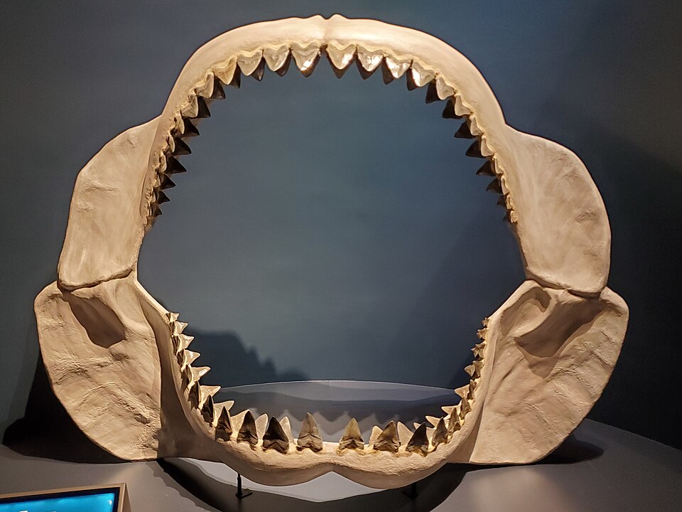 Megalodon