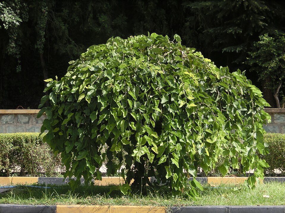 White Mulberry