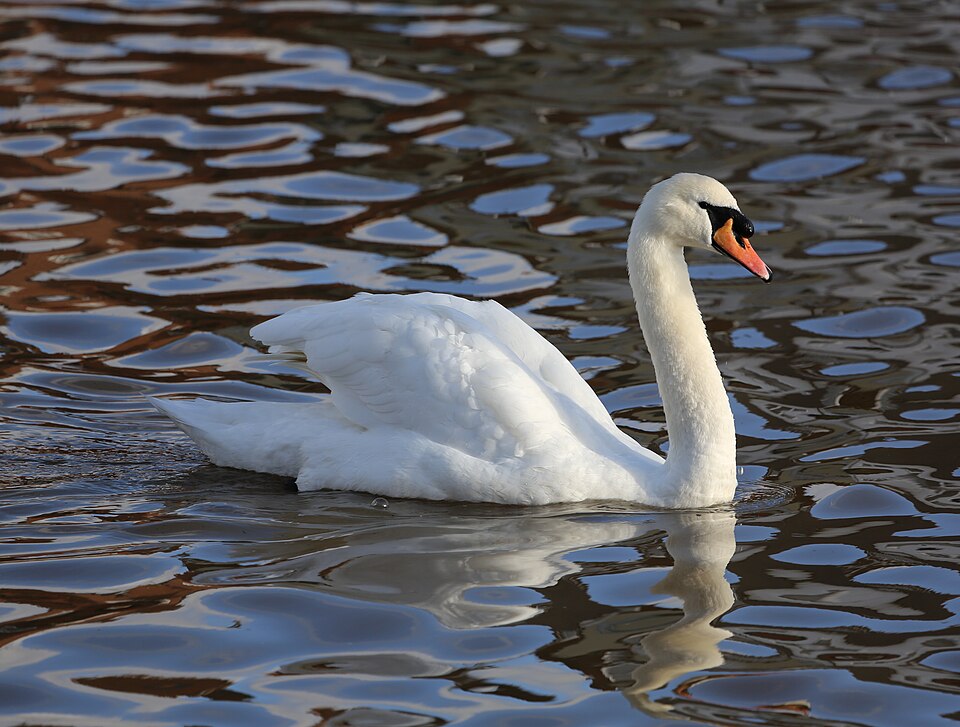 Mute_Swan_Emsworth2