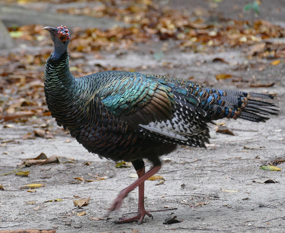 Ocellated_Turkey_(