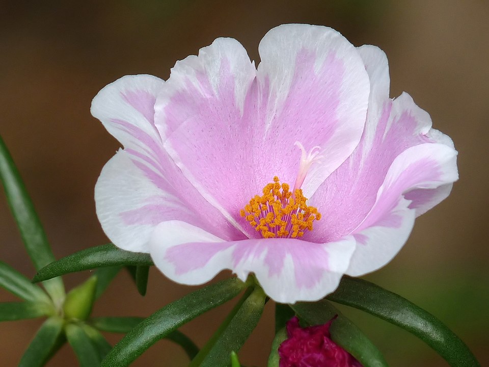 Portulaca