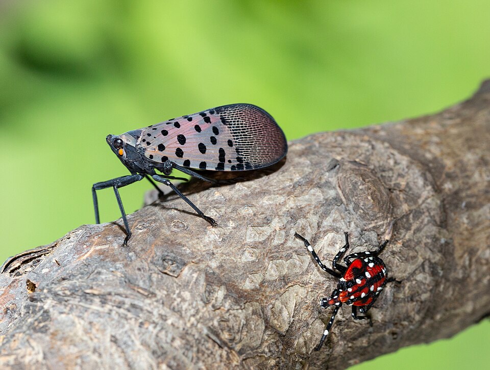 Spotted_Lantern-fly_o