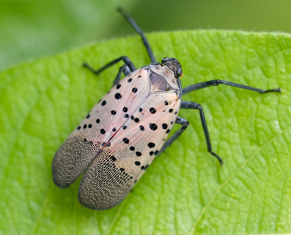 spotted lanternfly adult on tree bark