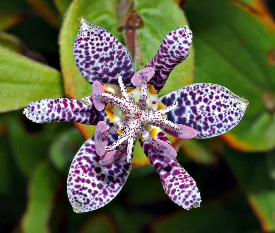 Toad Lily