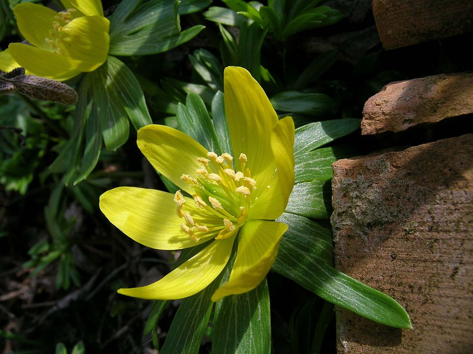  winter aconite, 
